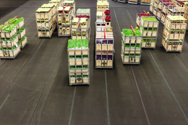 Jakie ceny kwiatów na giełdzie? Sprawdź, co wpływa na ich zmiany